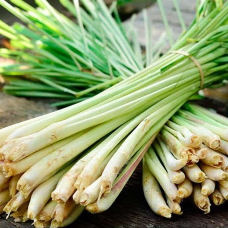 Jual Bumbu Dapur Batang Sereh/Serai/Lemongrass 100gr di Seller