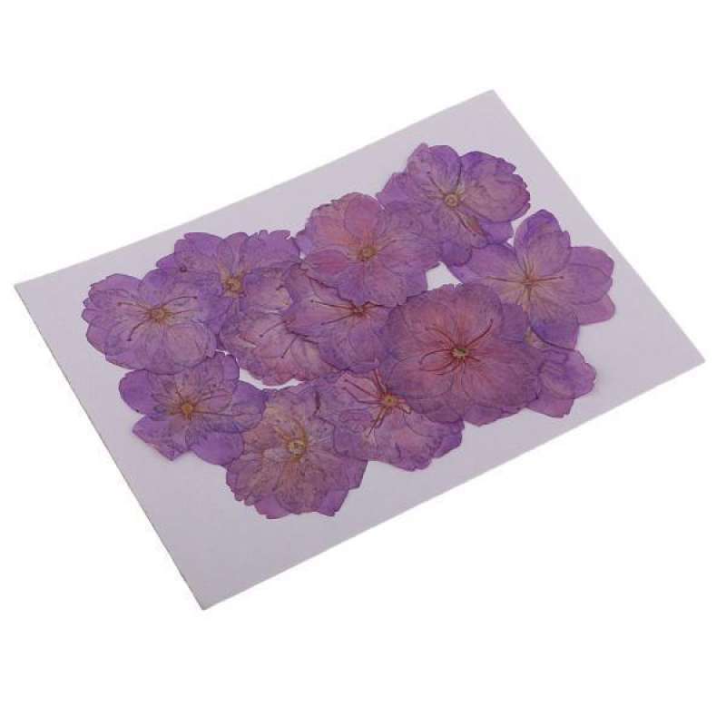 Promo 2x12pcs Purple Pressed Dried Sakura Flowers Cherry Blossom for