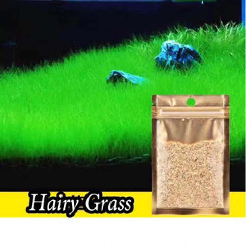 Jual Carpet Seed Hairy Grass Rumput Dasar Aquascape Aquarium di
