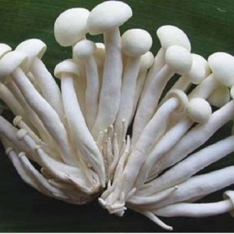 Jual Jamur Shimeji Putih/pack Halal di Seller Rumbo Sayur Suka Asih