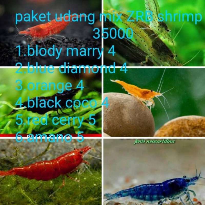 Jual Best Paket Udang Hias Neo Caridina 35 Ekor di Seller DENTA PET