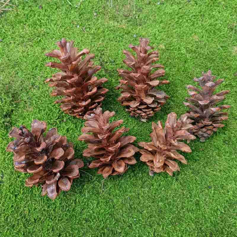 Bunga Pinus Jual Bunga Pinus Kering / Dry Pine Cone di Seller Bukit Tajhal - Kab ...