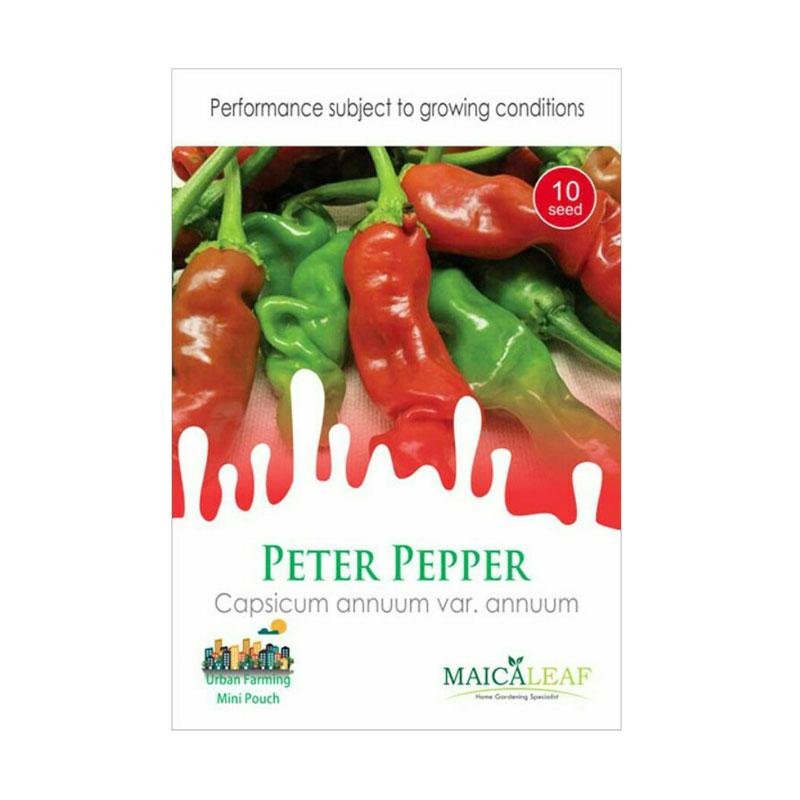 jual maica leaf cabe pepper benih tanaman 10 benih harga kualitas terjamin jual maica leaf cabe pepper benih tanaman 10 benih harga kualitas terjamin