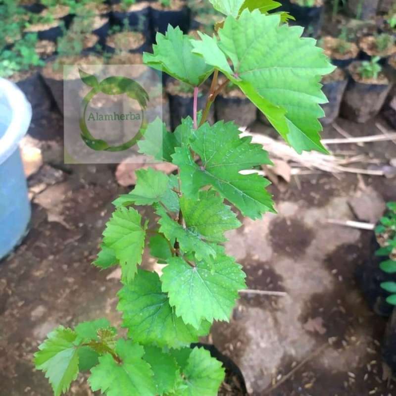 Pohon Anggur Merah
