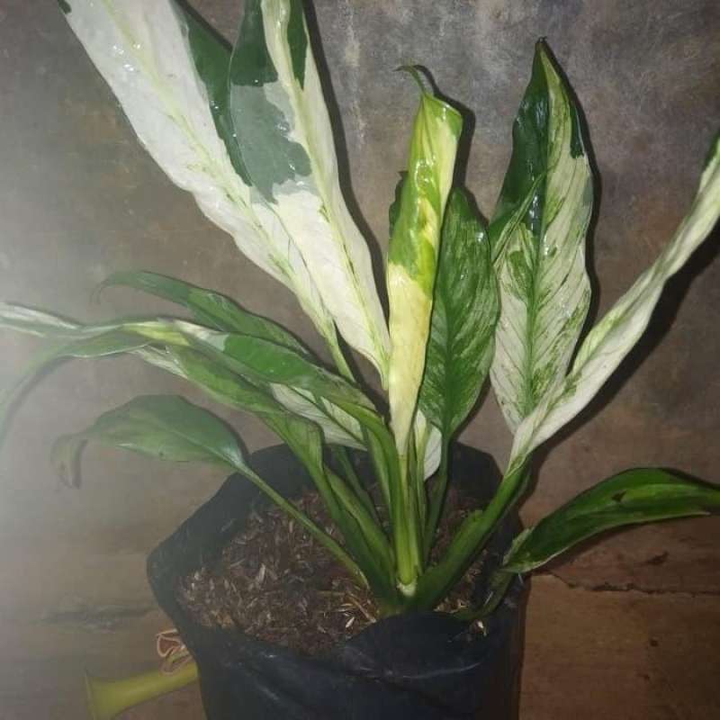 Jual Tanaman Hias Spatu Filum Varigata - Peace Lily Varigata Di Seller