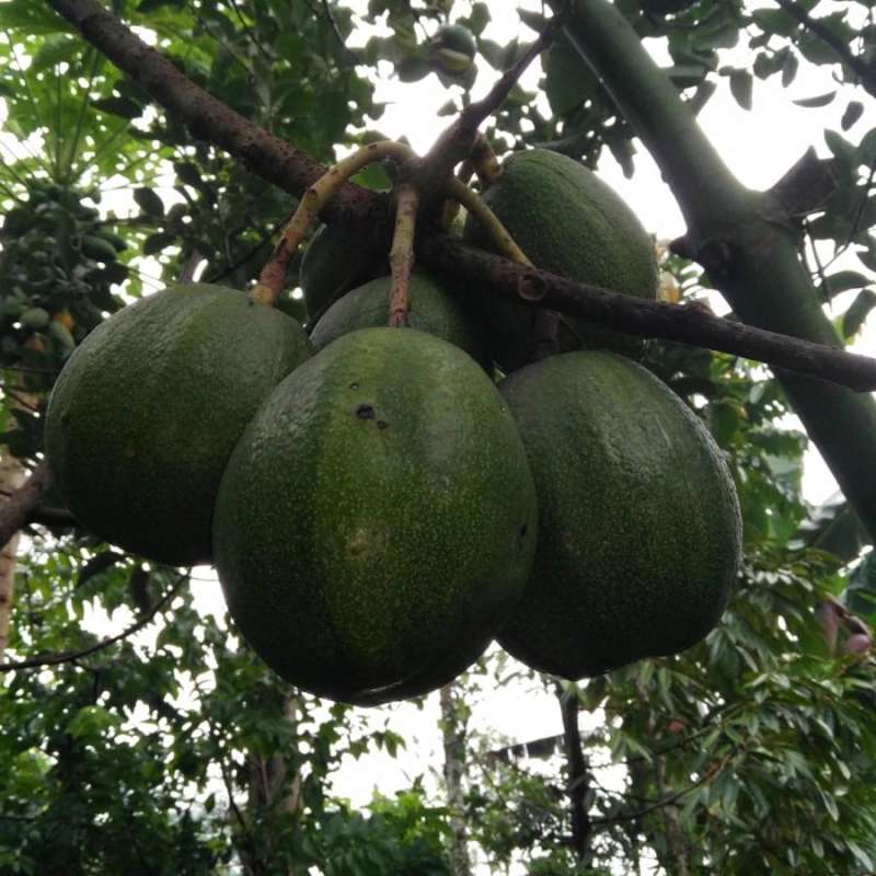 Jual Indukan Bibit 💯 Harga Murah & Kualitas Terbaik April 2026
