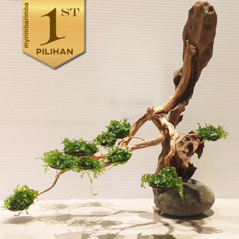 Jual Bonsai Kayu Rentek Tanaman Air Hiasan Aquarium Ikan Hias Aquascape