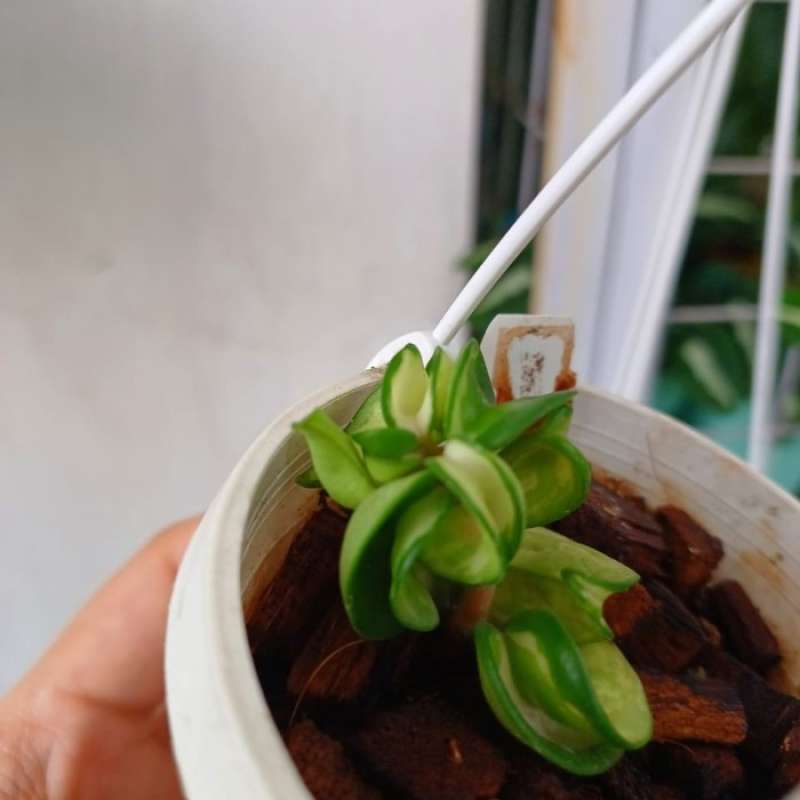 Jual Hoya Compacta Mauna Loa Di Seller Home Applypart - Cengkareng