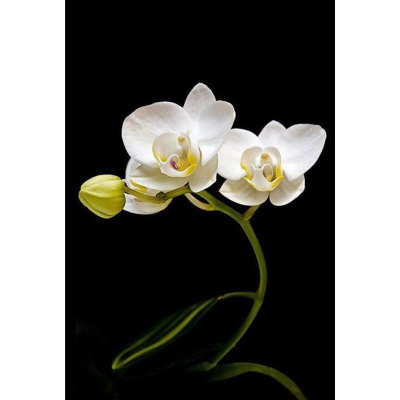 Jual KATTEGAT X botanical Anggrek Bulan Lidah Kuning ...