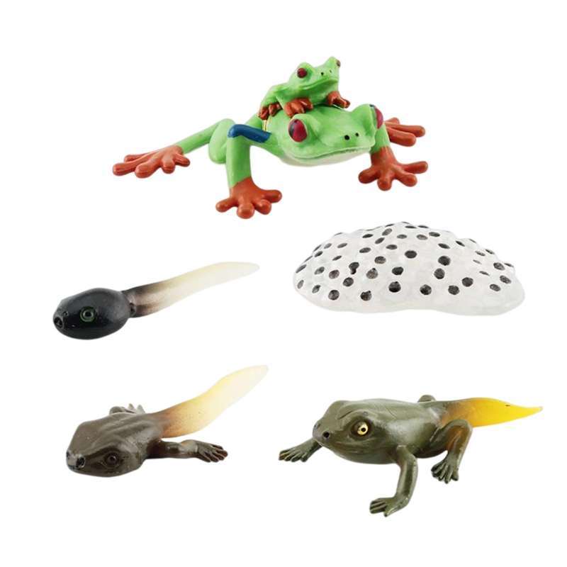 Promo Montessori Frogs Life Cycle Model Animals Cognitive Playset for