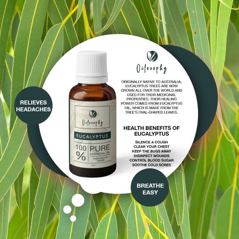 Jual Eucalyptus Essential Oil Minyak Atsiri Minyak Kayu Putih Di Seller