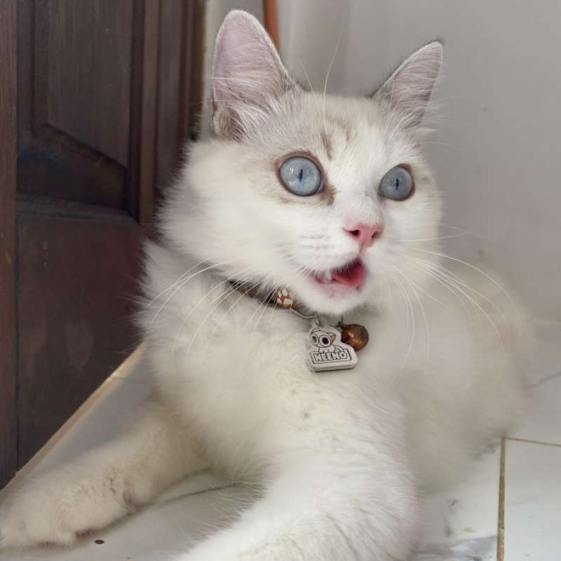 Promo Kucing Kitten Ras Ragdoll, Persia, Bengal, Himalayan, BSH, Pure