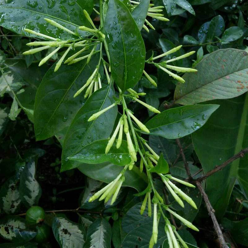 Jual ZPLANT Paket 3 Bibit Bunga Arumdalu Pohon Melati ...