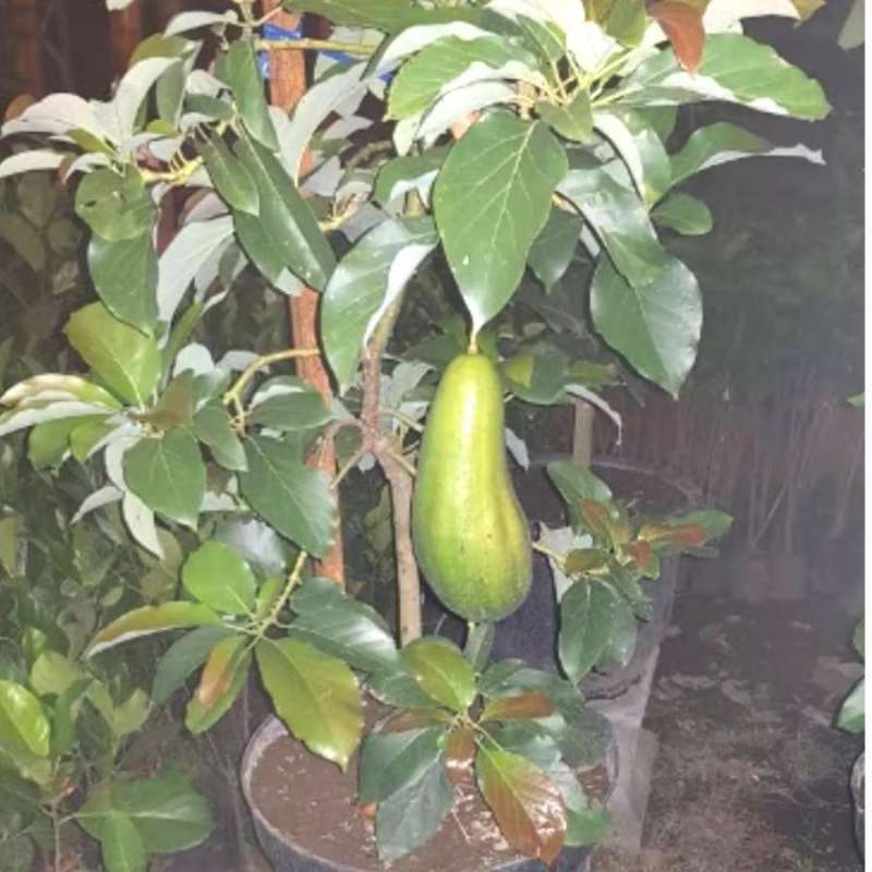 Jual Buah Alpukat Kelud 💯 Harga Murah & Kualitas Terbaik Februari 2025