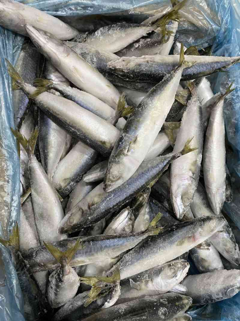 Jual IKAN SALEM IQF PREMIUM / IKAN MACKAREL/ SABA FISH PER 1 KG di