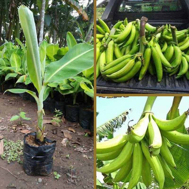 cara tanam pisang nangka