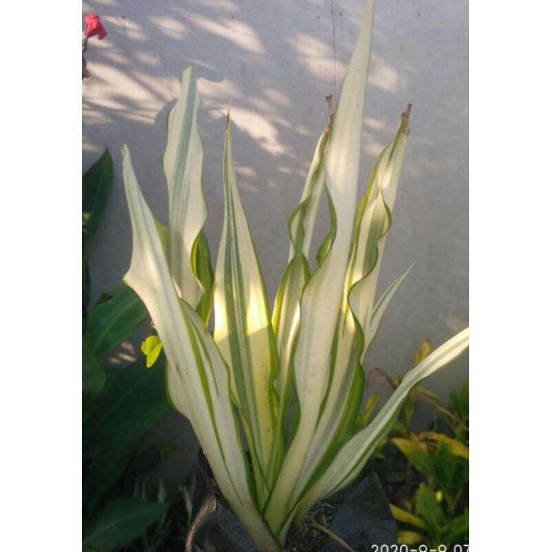 Jual tanaman hias agave putih pohon agave di Seller YumnaFlora - Sasak