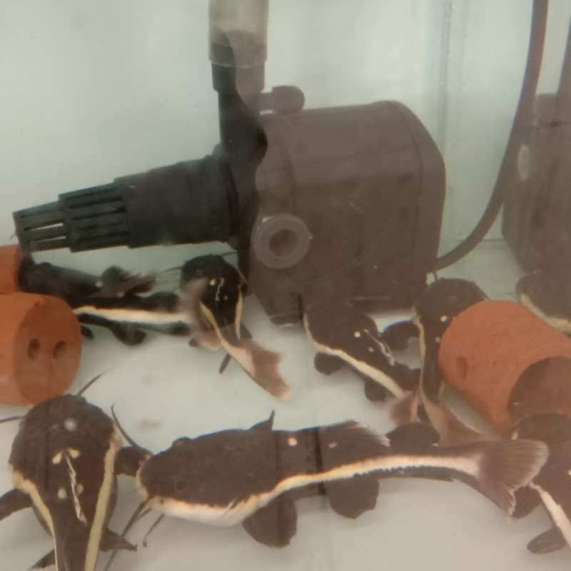 Jual Red Tail Catfish (Rtc) Amazone di Seller DENTA PET SHOP Kalibata