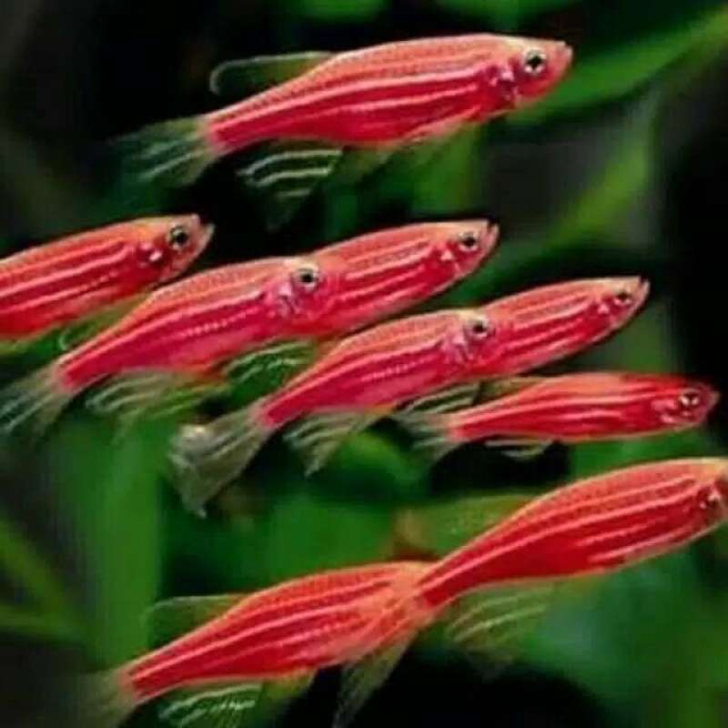 Pink Zebra Fish