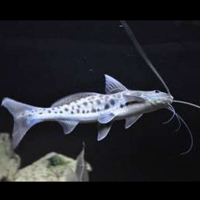 Jual IKAN HIAS VULTURE CATFISH TANKMATE PREDATOR di Seller MARS