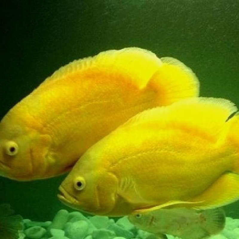 Jual IKAN HIAS OSCAR LEMON TANKMATE PREDATOR CICHLID di Seller MARS ...