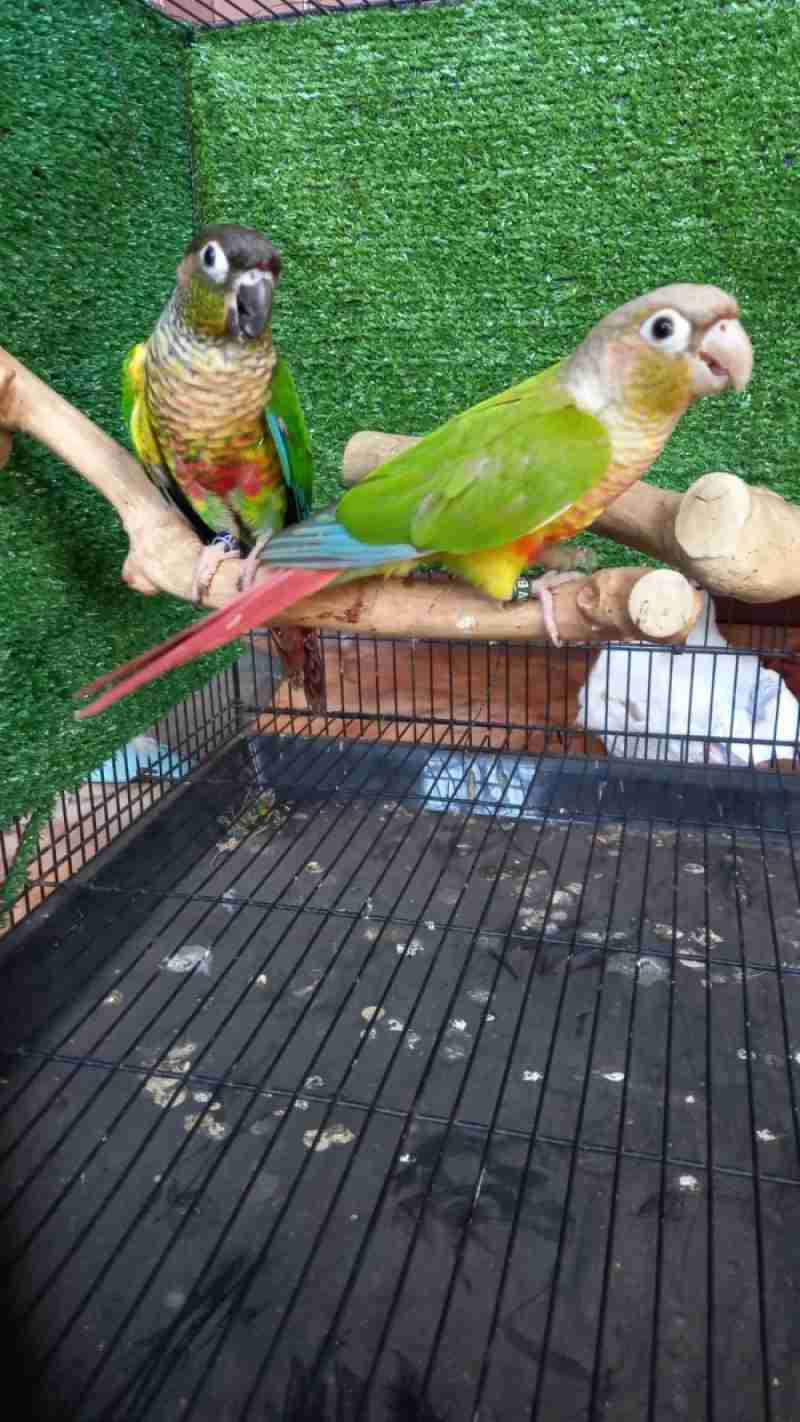 Jual Burung Parrot Yellow Side Conure & Pineapple Conure Sepasang DNA