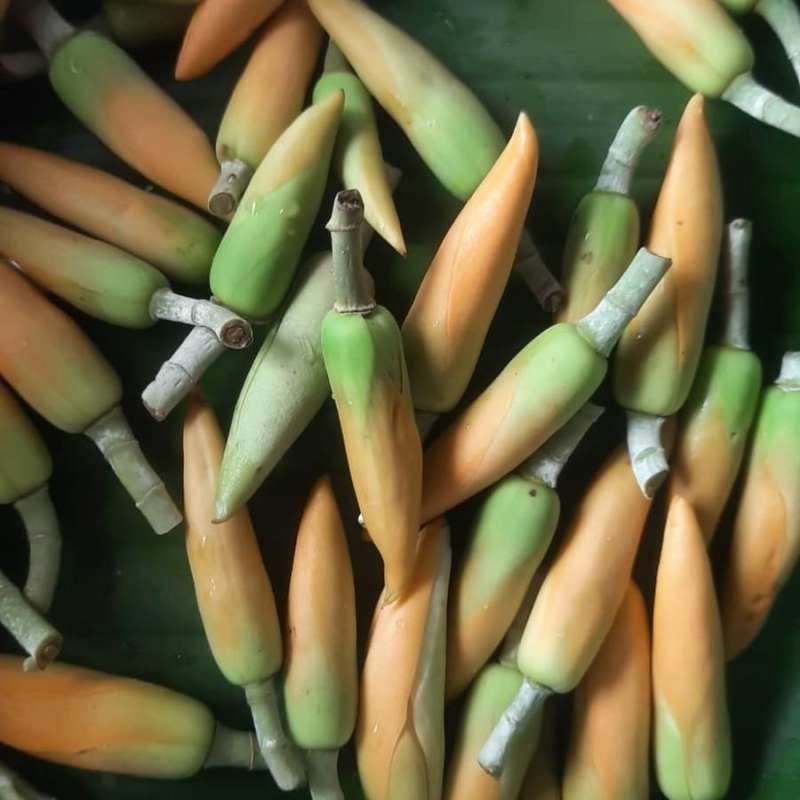 paket bunga kantil merah putih kuning