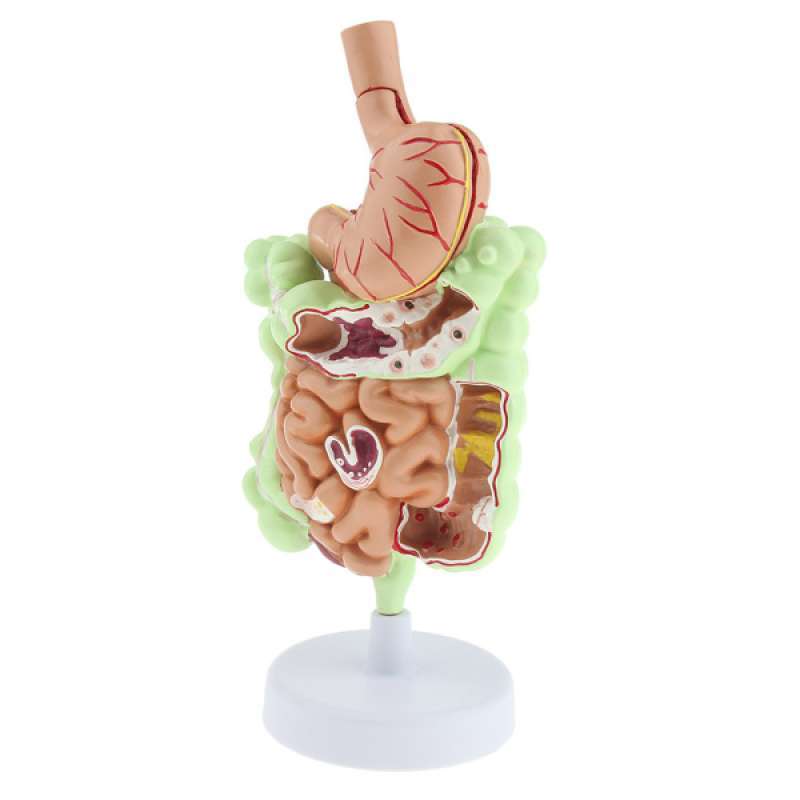 Promo Human Stomach Gastrointestinal Anatomy Model for Class Teaching ...
