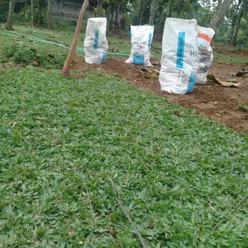 Jual Taman Rumput Gajah Mini Pasang - Tanam di Seller Lutfi taman