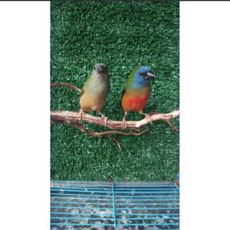 Promo burung bondol hijau binglis atau emprit bondol hijau sepasang