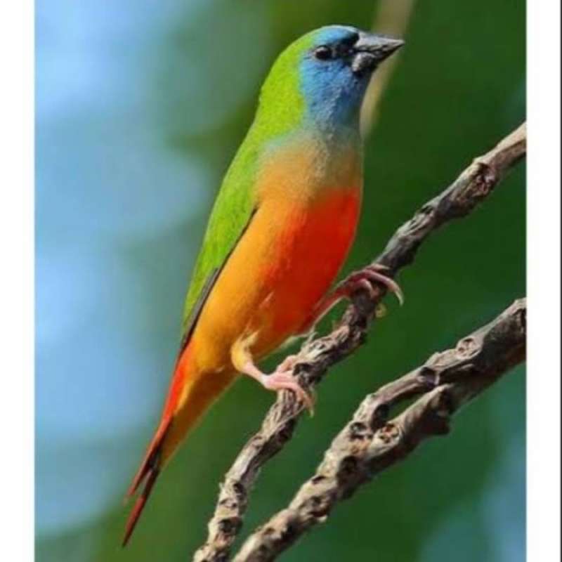 burung emprit dewasa