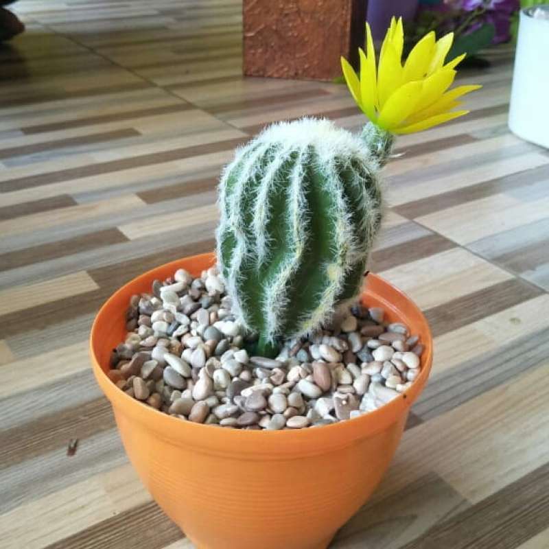 Jual Tanaman Kaktus Sintetis Ukuran Kecil - Tanaman Plastik Artifical