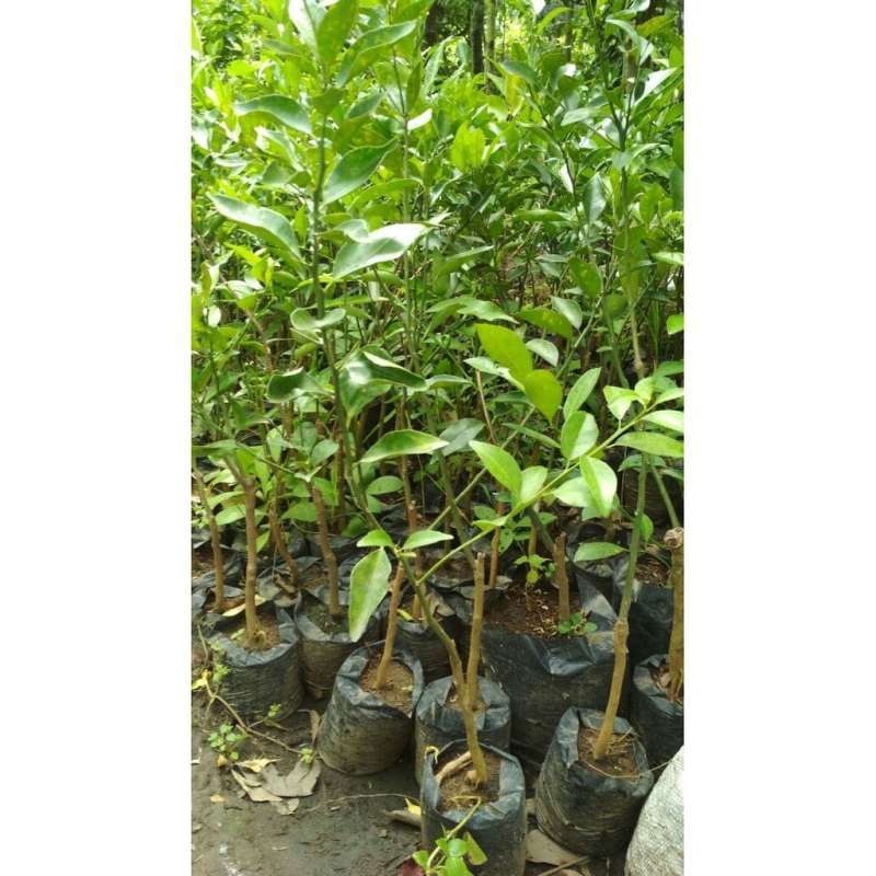 Promo Bibit Jeruk Nipis Okulasi/stek Diskon 7% Di Seller Xavi Garden ...