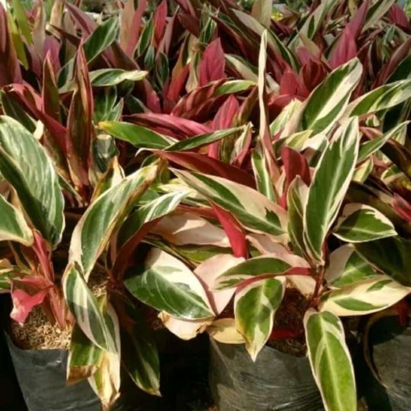 Pohon Meranti Bunga