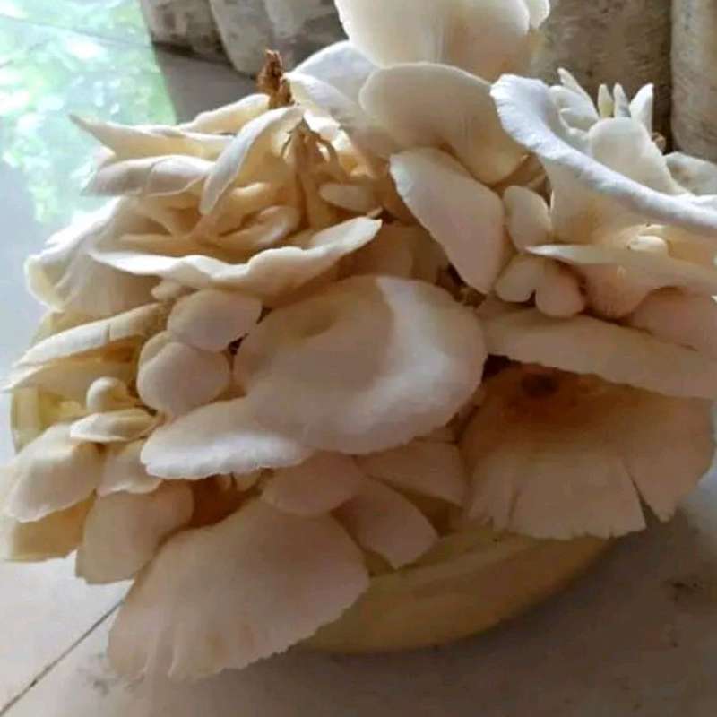 Jual Jamur Tiram Putih 500 Gram Di Seller E.r.m.a.n Jamur Cibugel