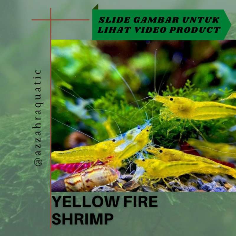 Jual 50 Ekor Yellow Fire Shrimp Udang Hias Aquascape di Seller DENTA