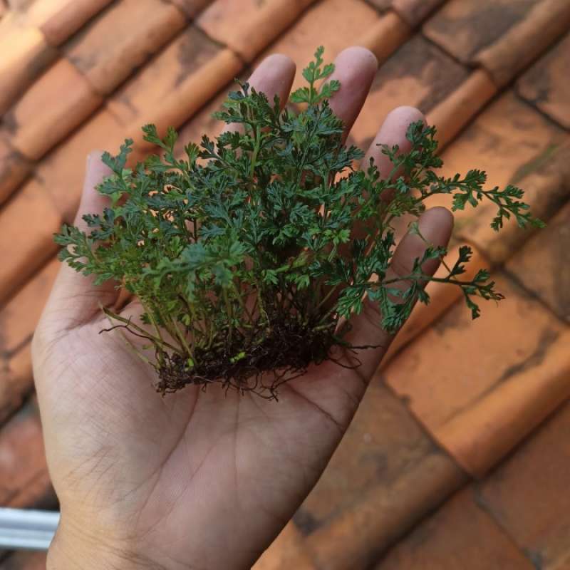 Jual Bolbitis Mini Tanaman Aquascape Paludarium Terrarium di Seller