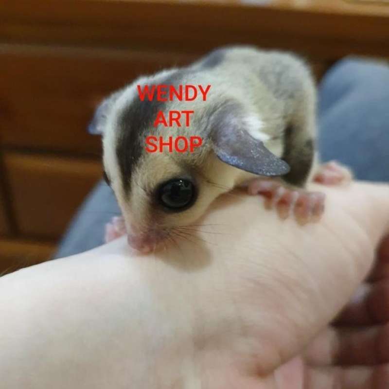 Jual Sugar Glider Joey White Face (Wf) Jantan di Seller Enigma Kapuk, Kota Jakarta Barat Blibli