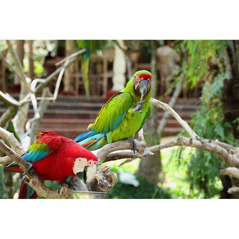 jual bali bird park tiket masuk untuk dewasa srps39 harga kualitas terjamin jual bali bird park tiket masuk untuk dewasa srps39 harga kualitas terjamin