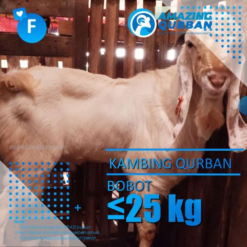 Jual Harga Kambing Qurban 2023 - Harga Termurah Dan Terbaru Di 2024 ...