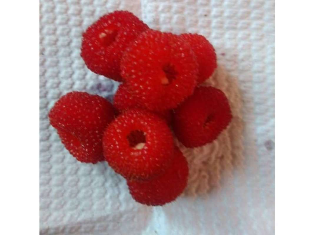 Jual Raspberry Lokal Di Seller Ranch Market Official Store - Ranch ...