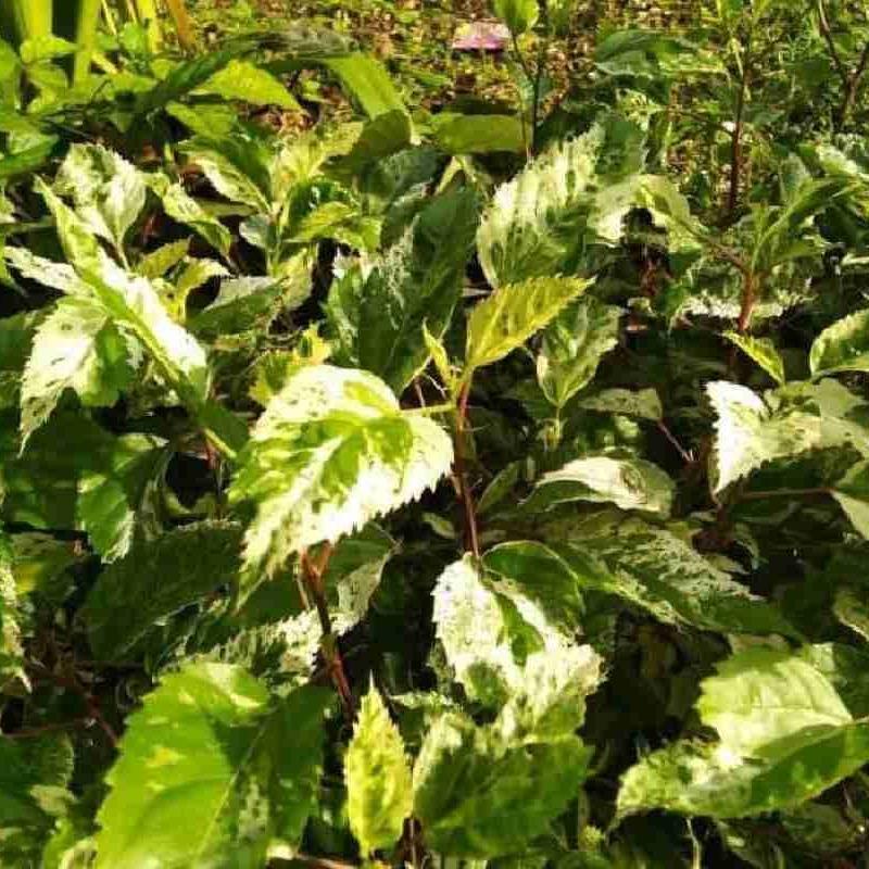 Jual tanaman hias kembang sepatu daun varigata di Seller Halaman taman