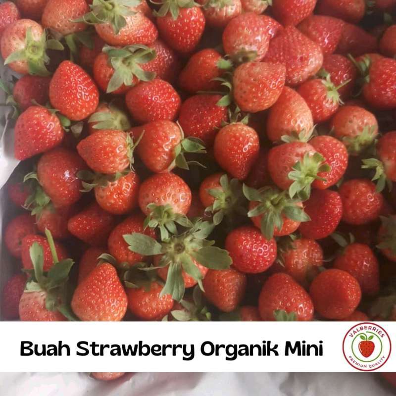 Jual Buah Strawberry Organik Fresh Small 1kg Halal di Seller