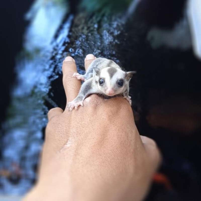 Promo Terjamin sugar glider Ready ya kak Diskon 23 di Seller Enigma Kapuk, Kota Jakarta Barat