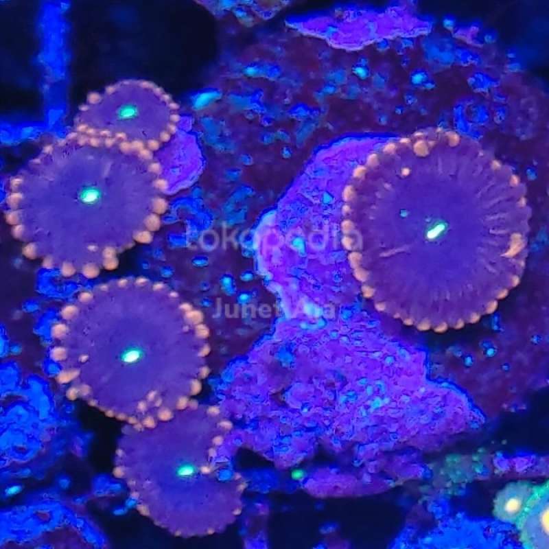 Jual Zoa / Zoanthid People Eaters (1 Mata) di Seller DENTA PET SHOP