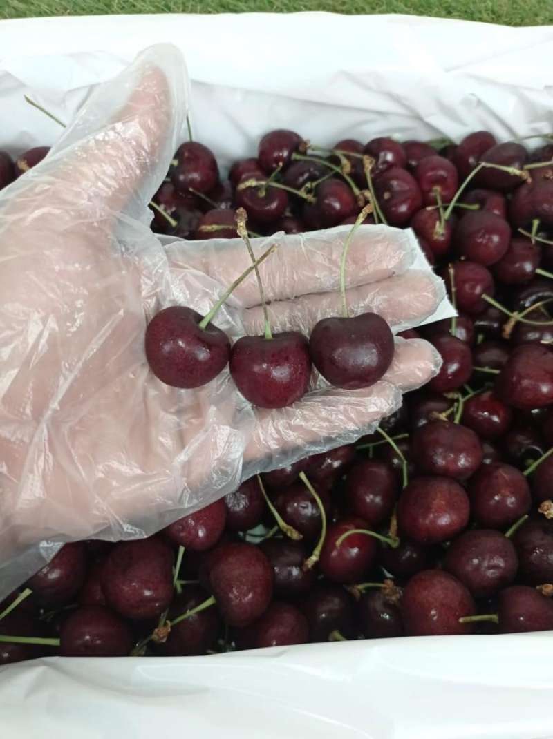 Jual Buah Cherry Canada Jealous Fruits 1 Dus 5 KG di Seller CMF Shop