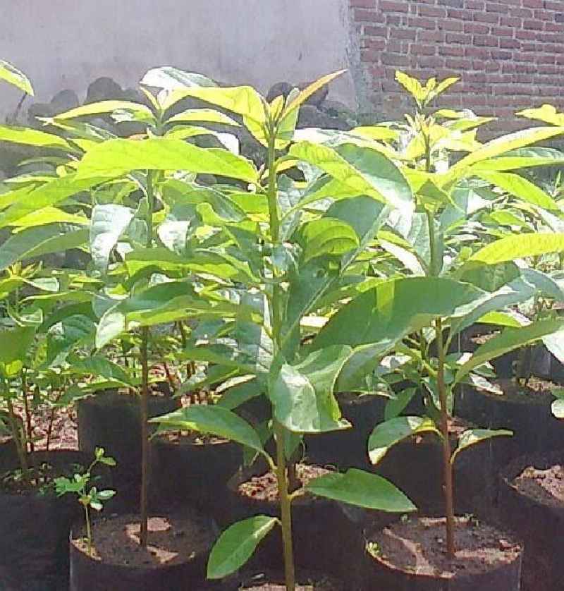Jual Bibit Tanaman Buah Alpukat Mentega di Seller CMF Shop - Randusari ...