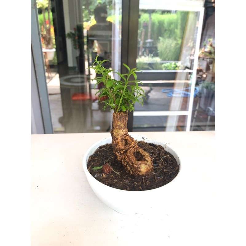 Bonsai Putri Malu Harga | Cahunit.com