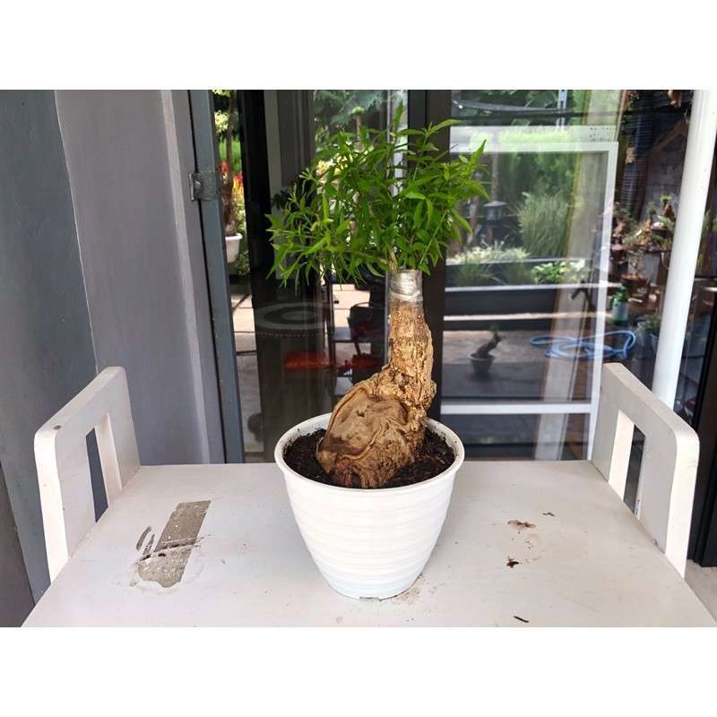 Bonsai Putri Malu Harga | Cahunit.com