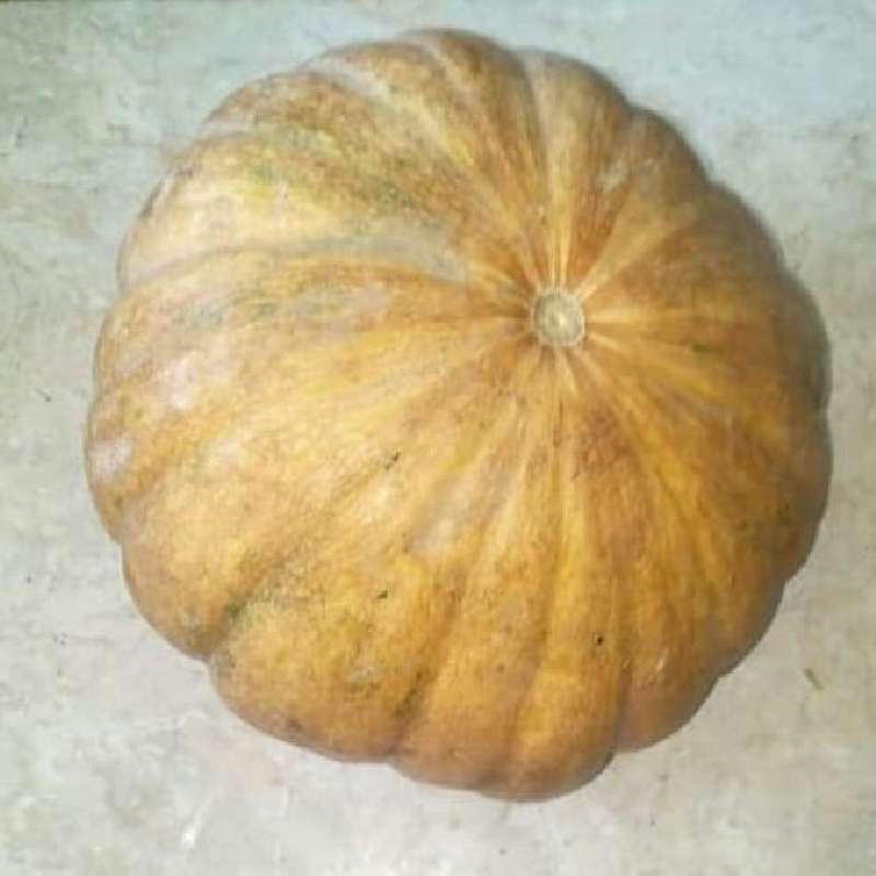 Labu Frute Jual Labu Kuning Ukuran Berat 2 Kg - Ibaza Fruitbox Di Seller Ibaza ...